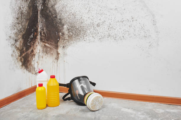 Best Mold Damage Repair  in Roaring Spring, PA
