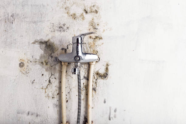 Best Best Mold Removal Companies  in Roaring Spring, PA