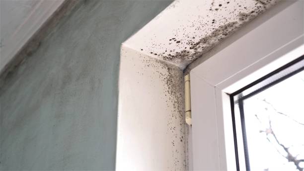 Best Mold Damage Repair  in Roaring Spring, PA