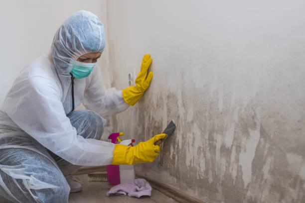 Crawl Space Mold Removal in Roaring Spring, PA