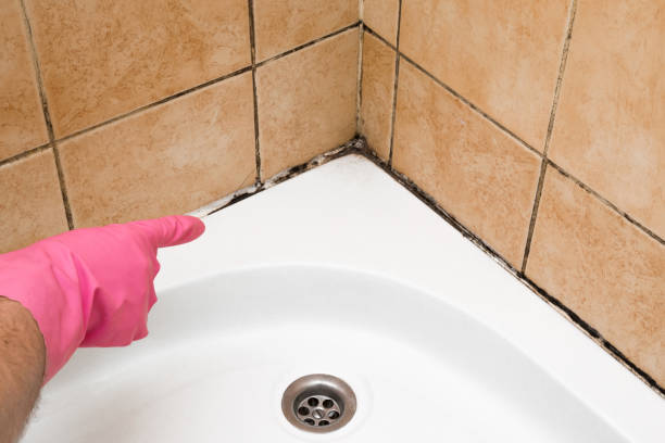 Best Mold Damage Repair  in Roaring Spring, PA